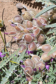 Astragalus coluteoides  Astragalus coluteoides,Geotagged,Summer