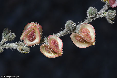 Mattiastrum lithospermifolium  Geotagged,Mattiastrum lithospermifolium,Summer