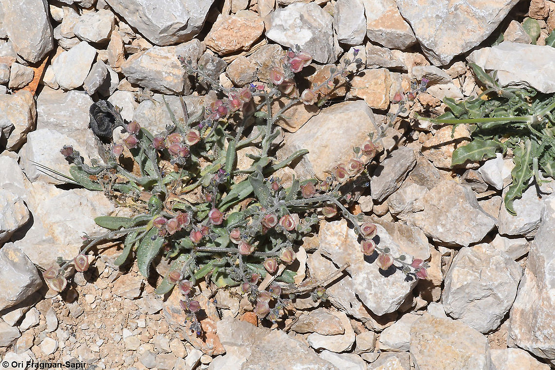 Mattiastrum lithospermifolium  Geotagged,Mattiastrum lithospermifolium,Summer