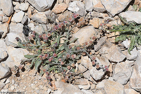 Mattiastrum lithospermifolium  Geotagged,Mattiastrum lithospermifolium,Summer