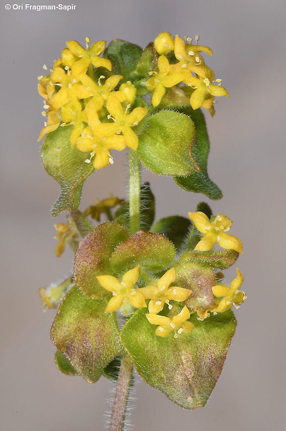 Cruciata taurica  Cruciata taurica,Geotagged,Summer