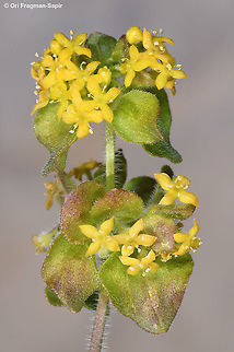 Cruciata taurica  Cruciata taurica,Geotagged,Summer