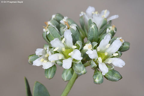 Telephium imperati  Geotagged,Summer,Telephium imperati
