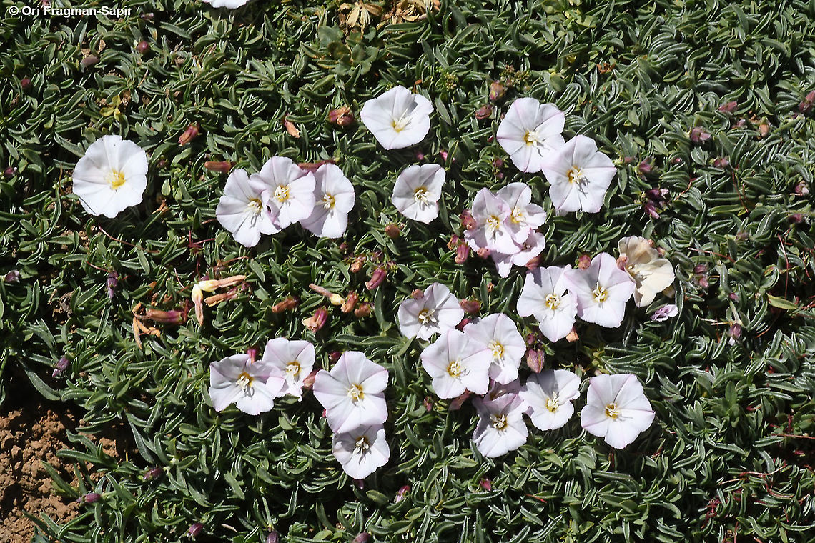 Convolvulus libanoticus  Convolvulus libanoticus,Geotagged,Summer