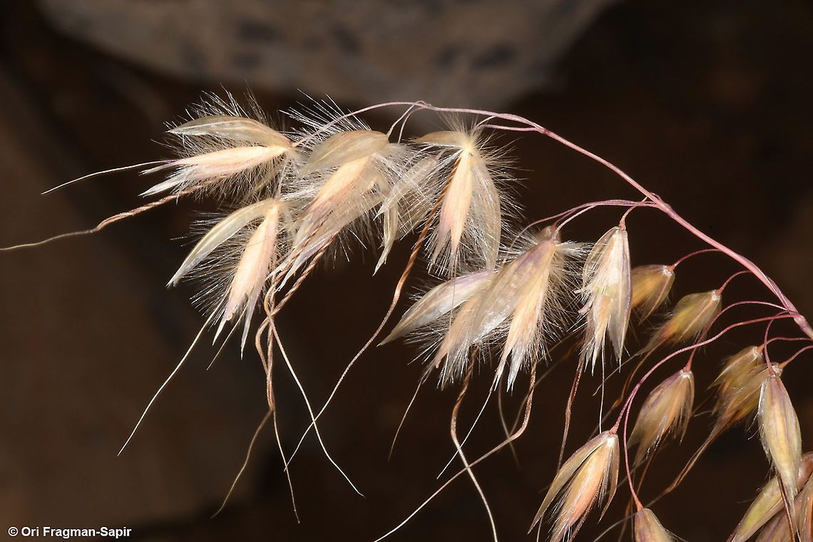 Arrhenatherum kotschyi  Arrhenatherum kotschyi,Geotagged,Summer