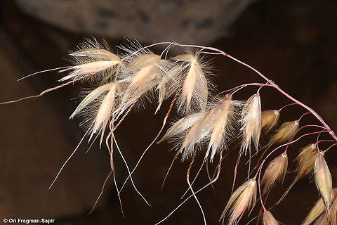 Arrhenatherum kotschyi  Arrhenatherum kotschyi,Geotagged,Summer