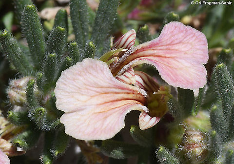 Ajuga chamaepitys  Ajuga chamaepitys,Geotagged,Summer,Yellow Bugle