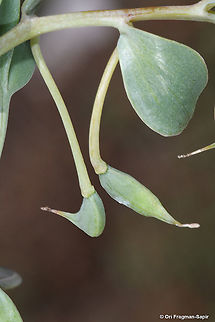 Corydalis erdelii  Corydalis erdelii,Geotagged,Summer