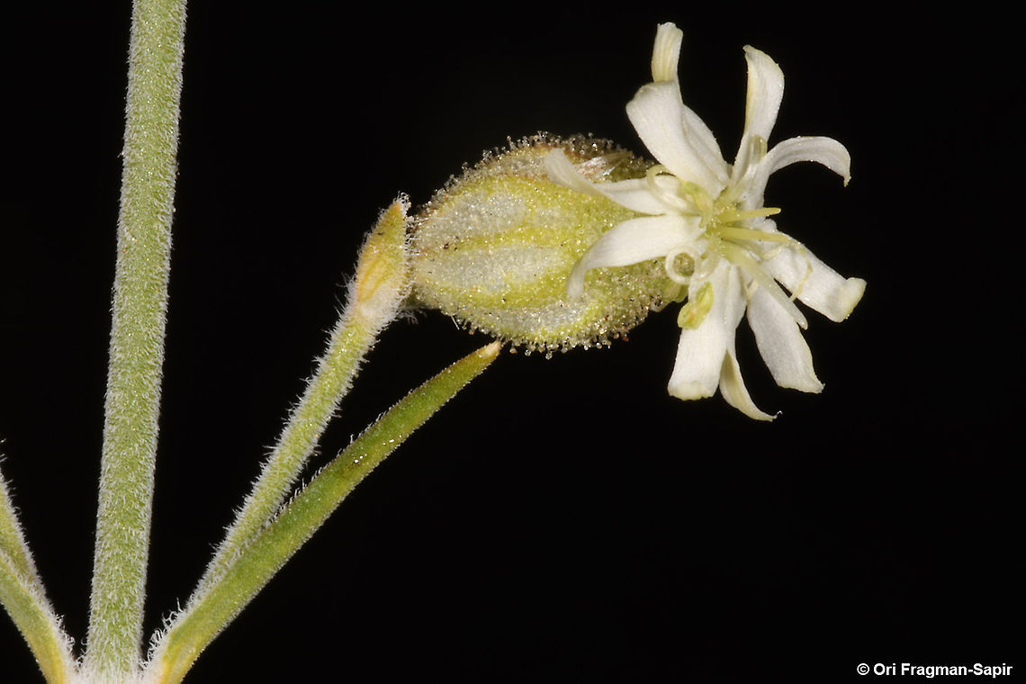 Silene stenobotrys  Geotagged,Silene stenobotrys,Summer