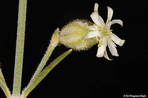 Silene stenobotrys  Geotagged,Silene stenobotrys,Summer