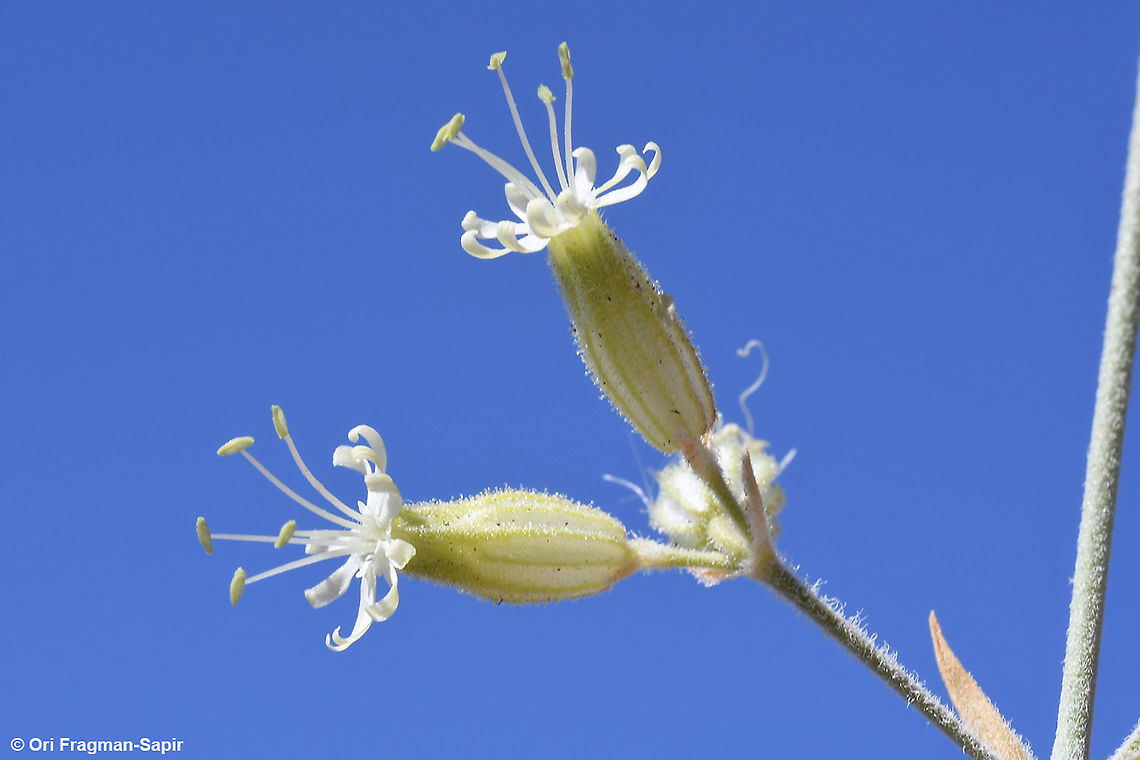 Silene stenobotrys  Geotagged,Silene stenobotrys,Summer
