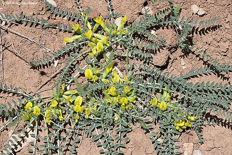 Astragalus pinetorum