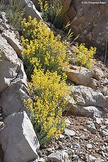 Hypericum libanoticum  Geotagged,Hypericum libanoticum,Summer