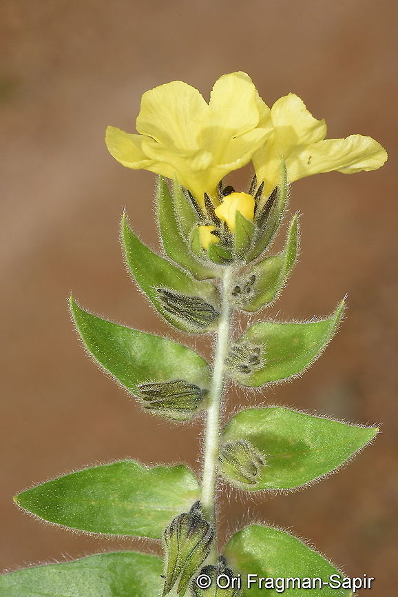 Alkanna cordifolia Alkanna cordifolia Alkanna cordifolia,Geotagged,Spring,Turkey