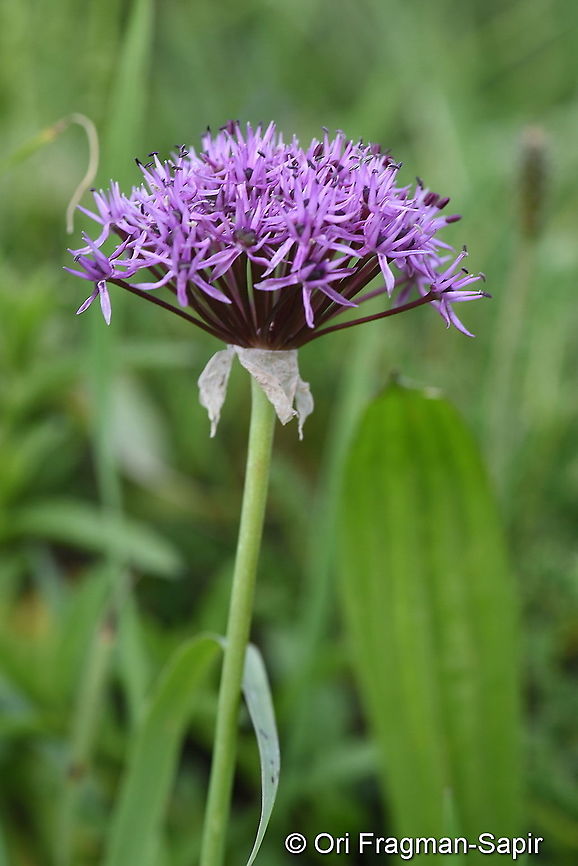 Allium cyrilli  Allium cyrilli,Geotagged,Summer,Turkey,cyrillic garlic