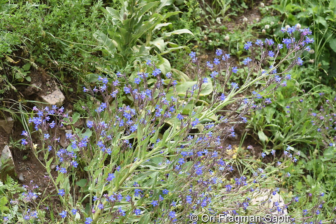 Anchusa azurea  Anchusa azurea,Garden anchusa,Geotagged,Summer,Turkey