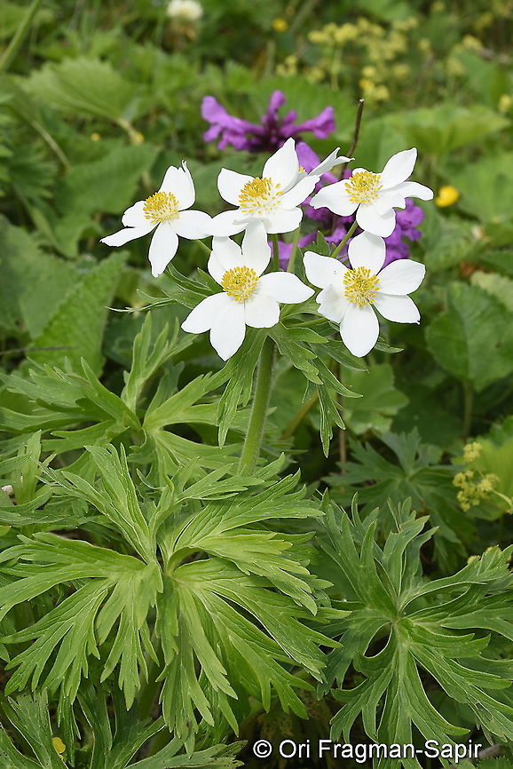 Anemonastrum fasciculatum  Anemonastrum fasciculatum,Geotagged,Spring,Turkey