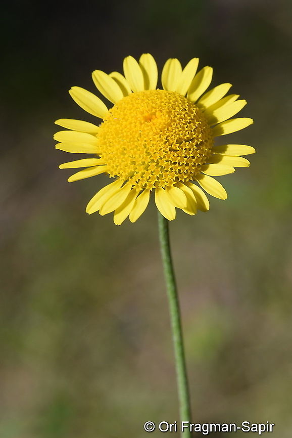 Anthemis tinctoria  Cota tinctoria,Geotagged,Summer,Turkey