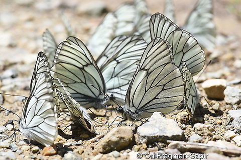 Aporia crataegi  Aporia crataegi,Black-veined white,Geotagged,Summer,Turkey