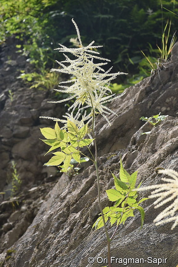 Aruncus vulgaris NE Turkey, near Sumela Aruncus dioicus,Geotagged,Goatsbeard,Spring,Turkey