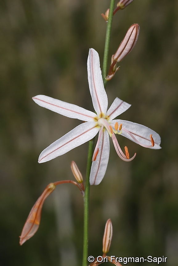 Asphodeline tenuior NE Turkey, Tortum Falls Asphodeline tenuior,Geotagged,Summer,Thin asphodeline,Turkey