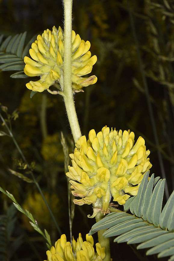 Astragalus ponticus  Astragalus ponticus