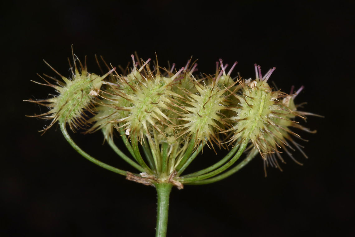 Astrodaucus orientalis NE Turkey, Tortum Falls Astrodaucus orientalis,Geotagged,Summer,Turkey