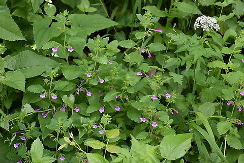 Calamintha grandiflora  Calamintha grandiflora,Geotagged,Large-flowered calamint,Summer,Turkey