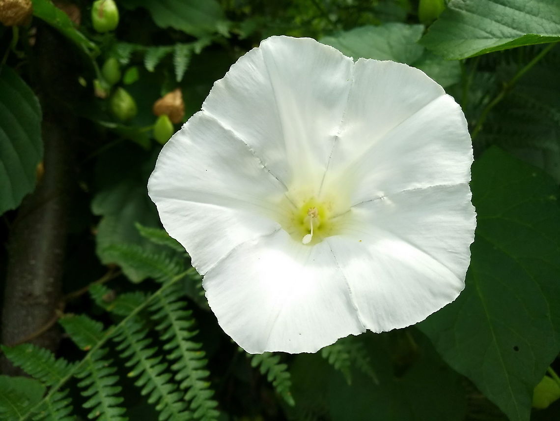 Calystegia silvatica  Calystegia silvatica,Geotagged,Summer,Turkey