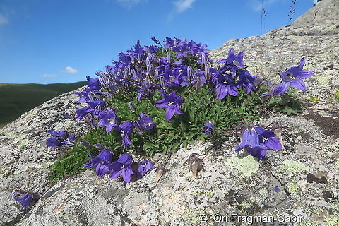Campanula saxifraga ssp aucheri  Campanula saxifraga,Geotagged,Spring,Turkey