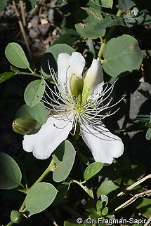 Capparis herbacea  Capparis herbacea,Geotagged,Summer,Turkey
