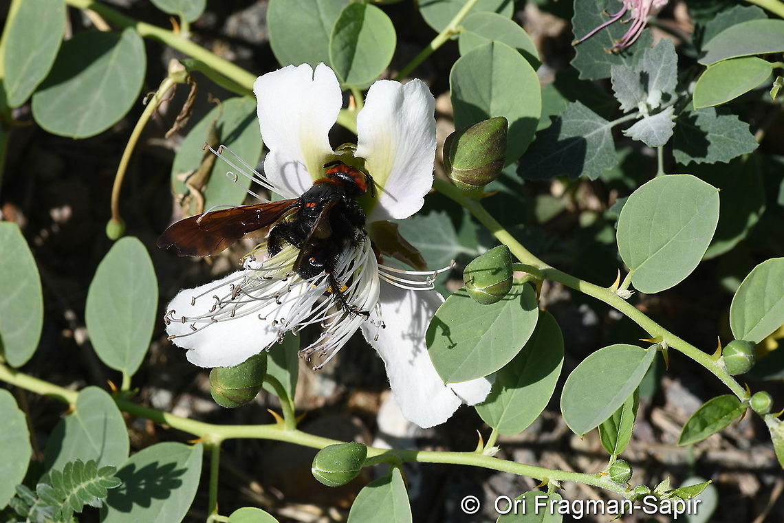 Capparis herbacea  Capparis herbacea,Geotagged,Summer,Turkey