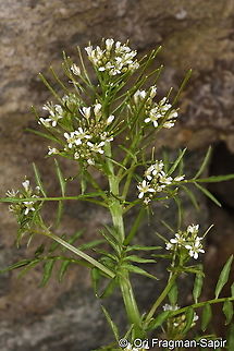 Narrow-leaved Bittercress