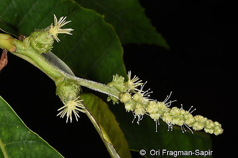 Castanea sativa NE Turkey, on the left female flowers and on the right male flowers. Castanea sativa,Sweet Chestnut