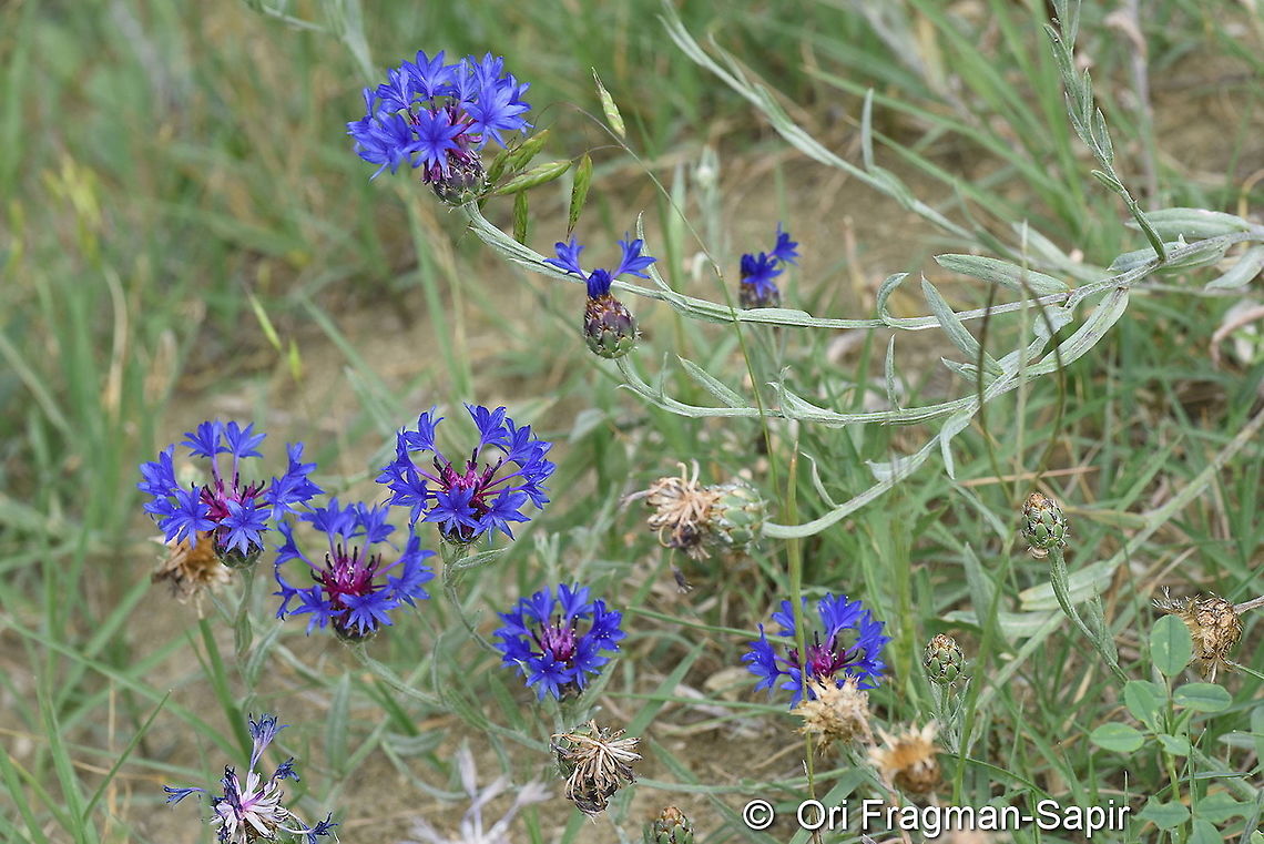 Centaurea depressa NE Turkey, Tortum Falls Centaurea depressa,Geotagged,Summer,Turkey