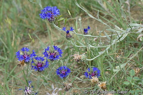 Centaurea depressa NE Turkey, Tortum Falls Centaurea depressa,Geotagged,Summer,Turkey