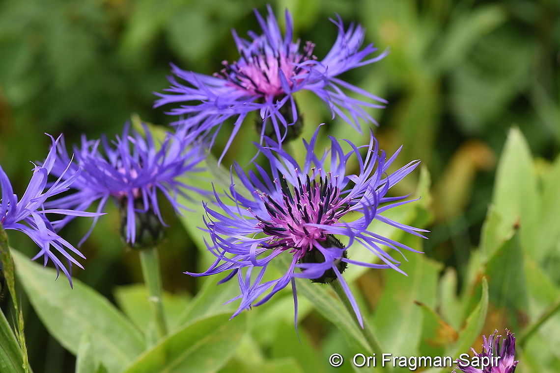 Centaurea triumfettii  Centaurea triumfettii,Geotagged,Summer,Turkey