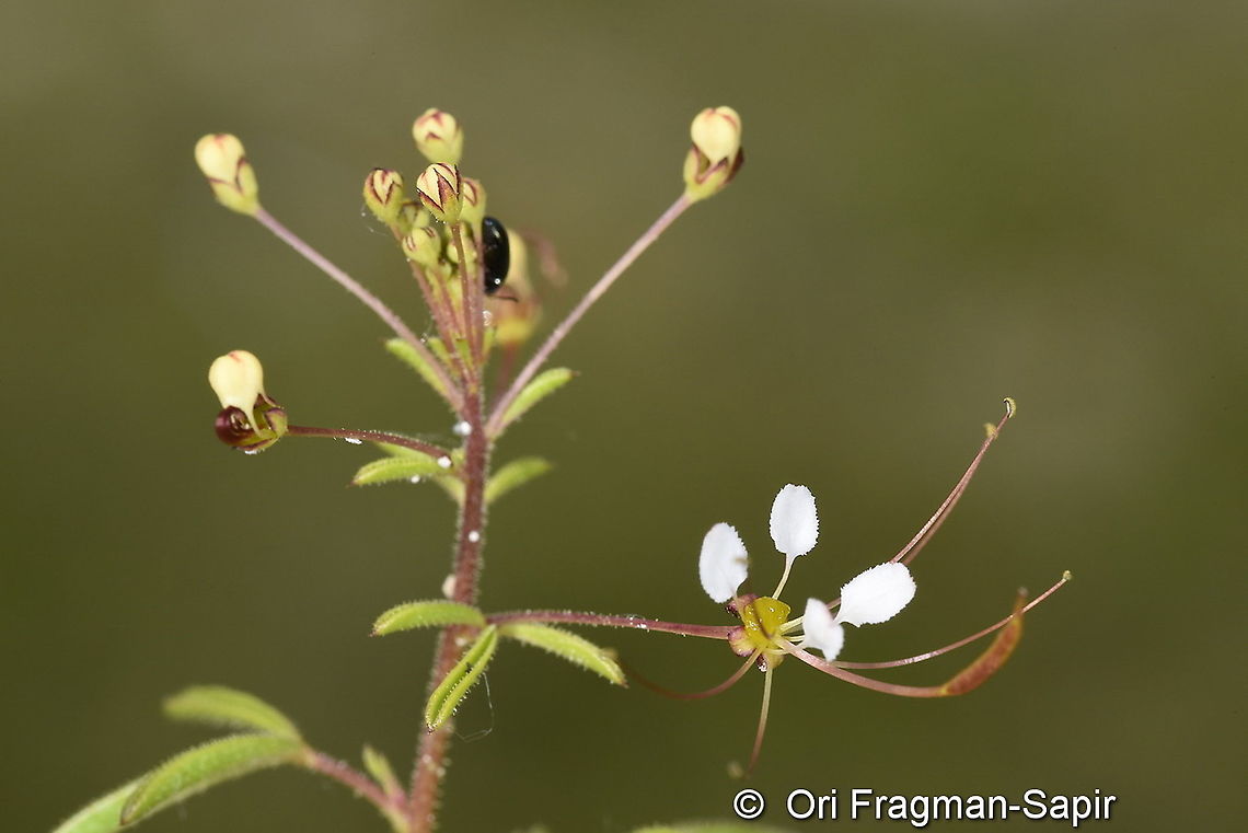 Cleome ornithopodioides  Cleome ornithopodioides,Geotagged,Spring,Turkey