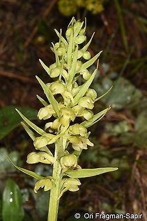 Coeloglossum viride  Coeloglossum viride,Frog orchid,Geotagged,Spring,Turkey