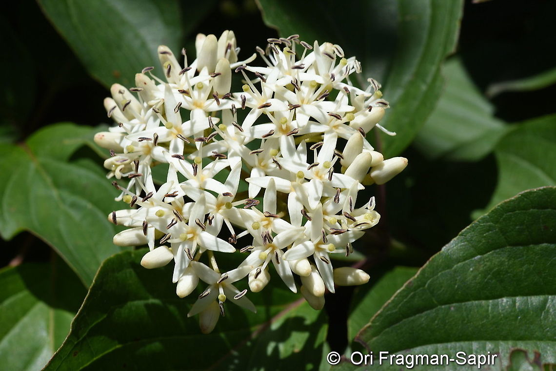 Cornus sanguinea  Common dogwood,Cornus sanguinea,Geotagged,Summer,Turkey