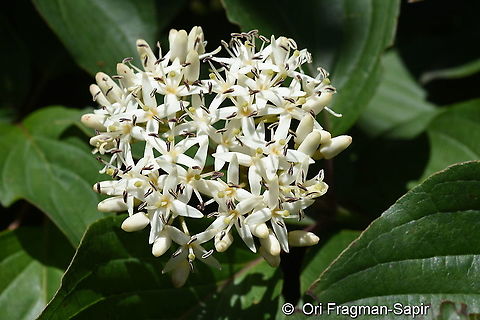 Cornus sanguinea  Common dogwood,Cornus sanguinea,Geotagged,Summer,Turkey