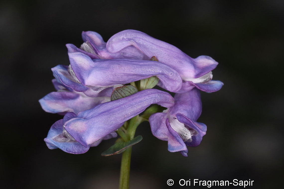 Corydalis alpestris  Corydalis alpestris,Geotagged,Summer,Turkey