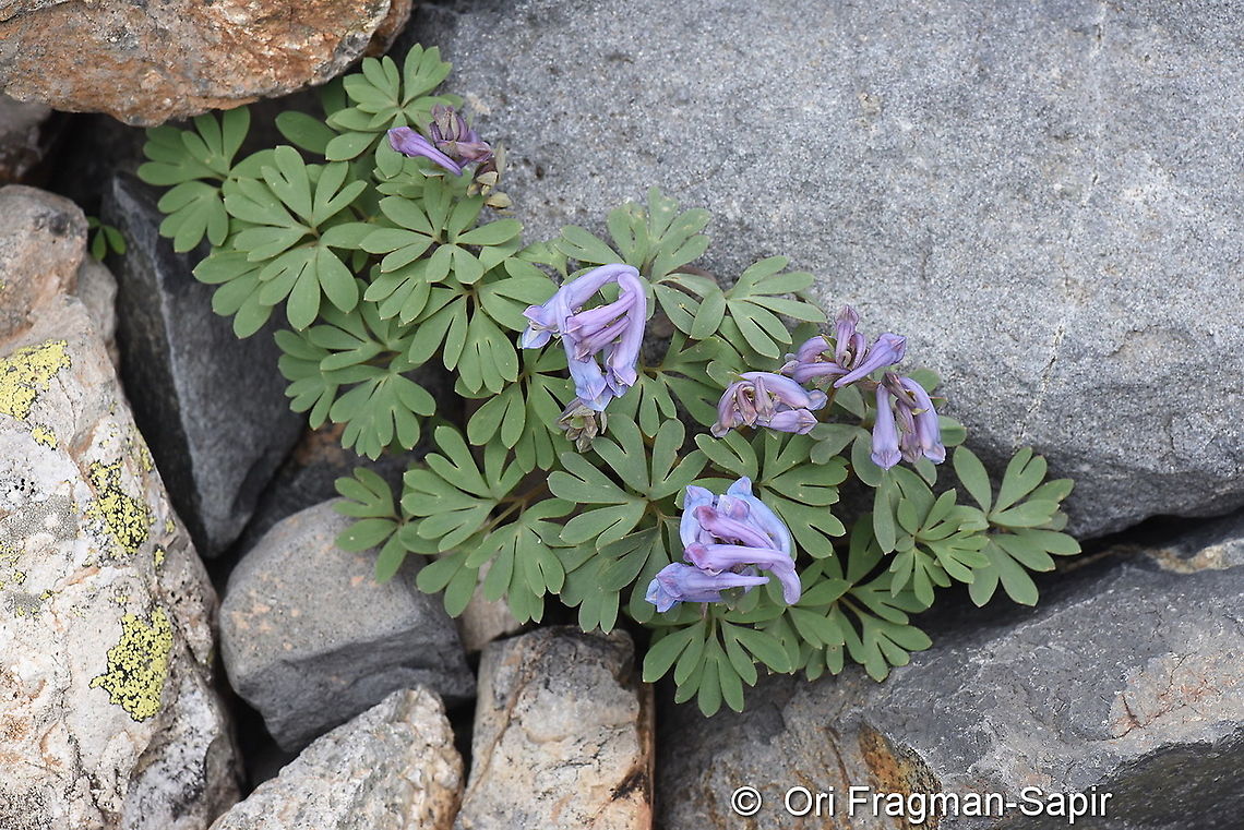 Corydalis alpestris  Corydalis alpestris,Geotagged,Summer,Turkey