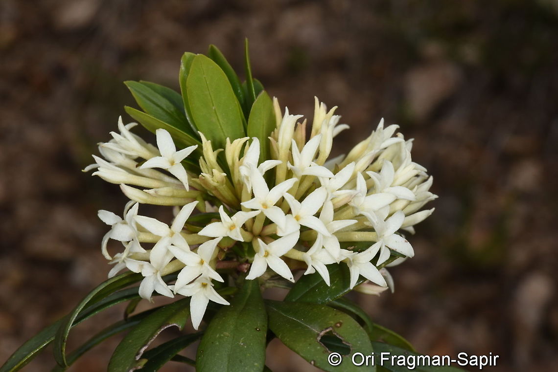 Daphne glomerata  Daphne glomerata,Geotagged,Spring,Turkey