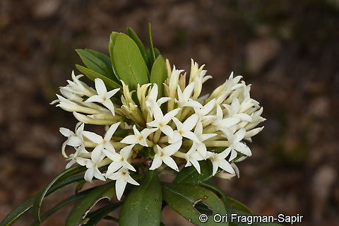 Daphne glomerata  Daphne glomerata,Geotagged,Spring,Turkey
