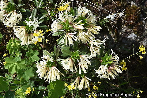 Daphne glomerata  Daphne glomerata,Geotagged,Summer,Turkey
