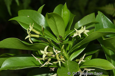 Daphne pontica NE Turkey, above Cayeli Daphne pontica,Geotagged,Summer,Turkey
