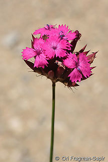 Dianthus cruentus  Dianthus cruentus,Geotagged,Summer,Turkey,Wild carnation