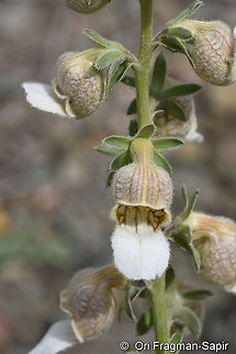 Digitalis lamarckii NE Turkey, Gümüşhane Kale Köyü Digitalis lamarckii,Geotagged,Spring,Turkey