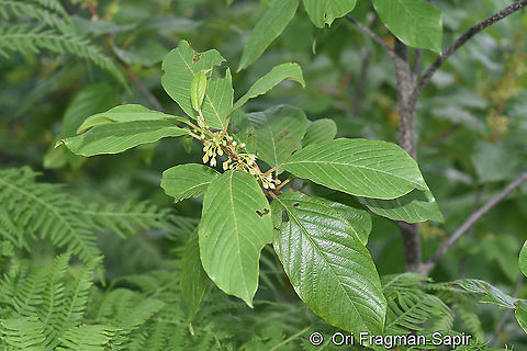 Frangula alnus NE Turkey, above Cayeli Alder buckthorn,Frangula alnus,Geotagged,Summer,Turkey